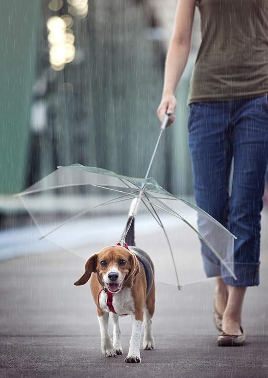 amazon dog umbrella