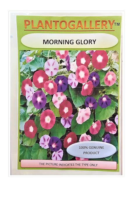 Plantogallery Flower Seeds | Ipomia/Morning Glory Seeds | Creeper Flowers | Mixed Colour Flower | F1 Hybrid Seeds | Good Germinertion