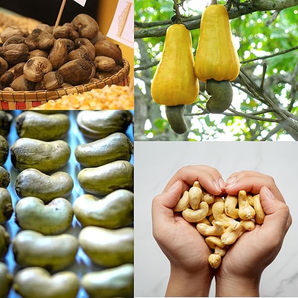 SANO WEST AFRICAN PREMIUM RAW CASHEW NUTS 32OZ (2LB) 100% NATURAL UNSALTED RAW UNROASTED CASHEWS | NON-GMO ORGANIC CASHEW NUTS | WHOLE CASHEWS UNSALTED FOR SNACKING, COOKING & VEGAN RECIPES