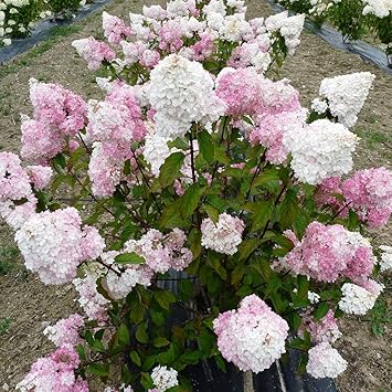 Images Na Ssl Images Amazon Com Images I 81dllg