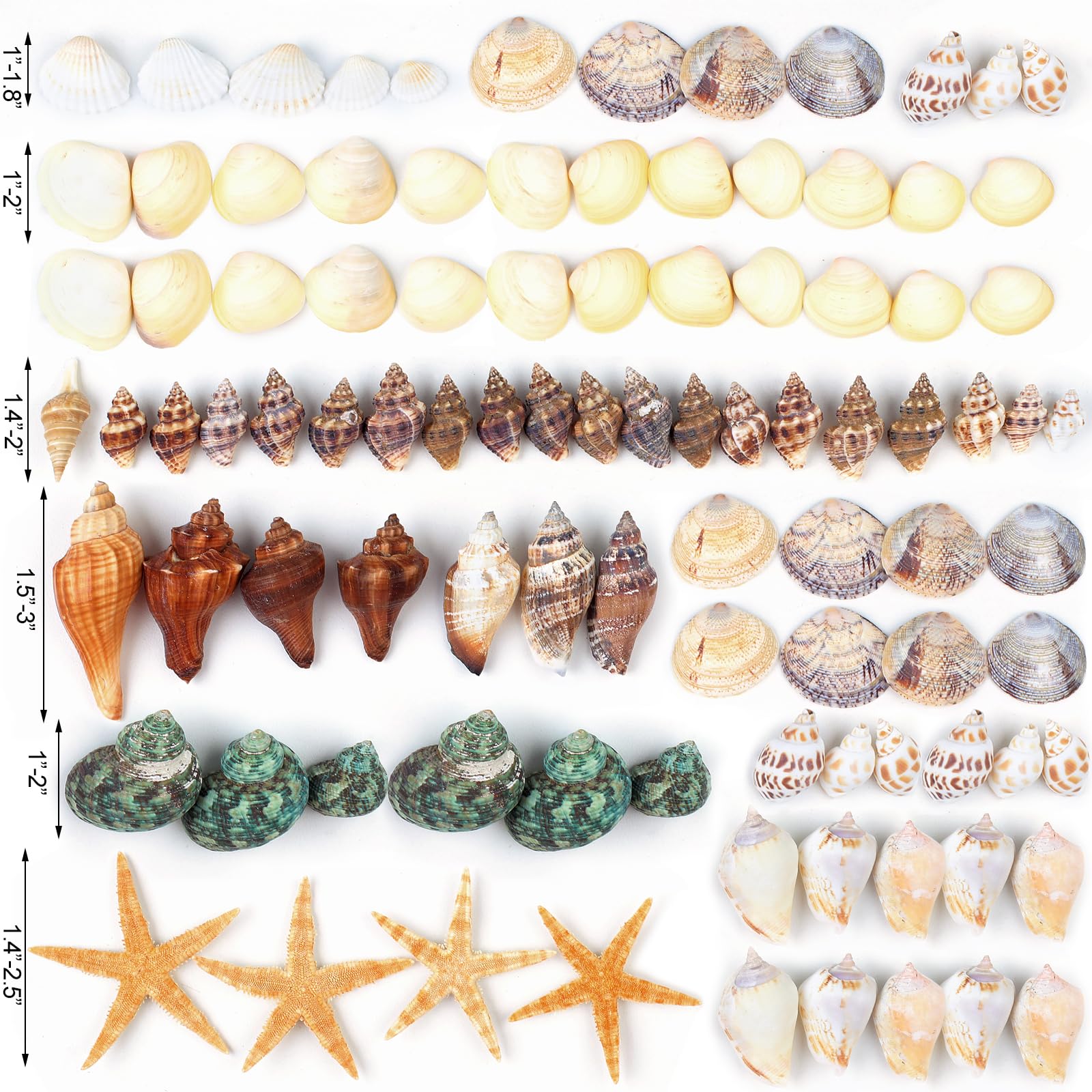 80+ Pcs Natural Seashells, Mixed Starfish Sea Shells for Crafts, Various Sizes Ocean Shells Conch for Decorating, Beach Theme Party, DIY Crafts, Fish Tank Filling, Home Decor, Wedding Decoration