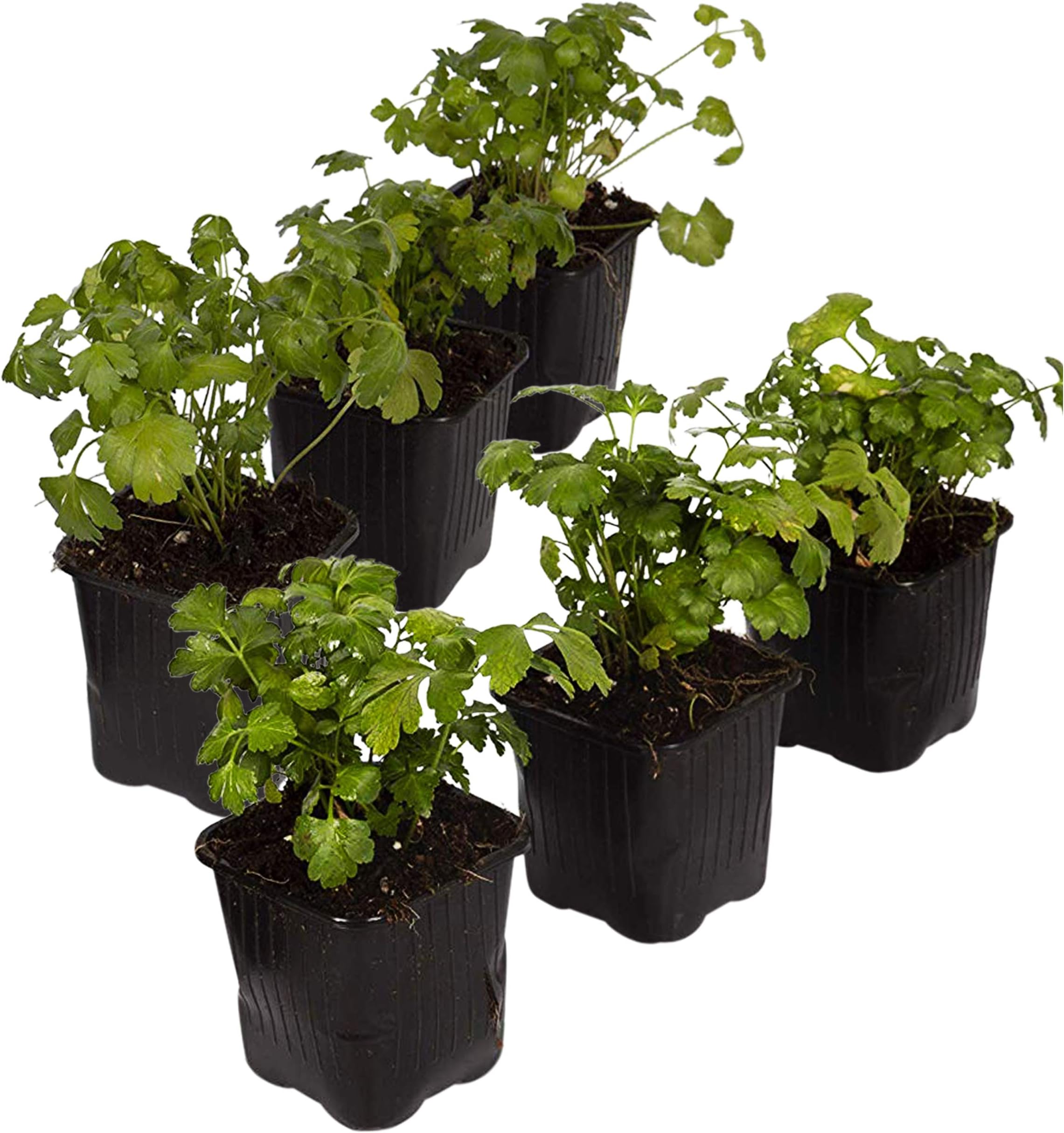 The Three Company Healthy Live 3.5" Parsley (6 Per Pack), Boosts Immune System