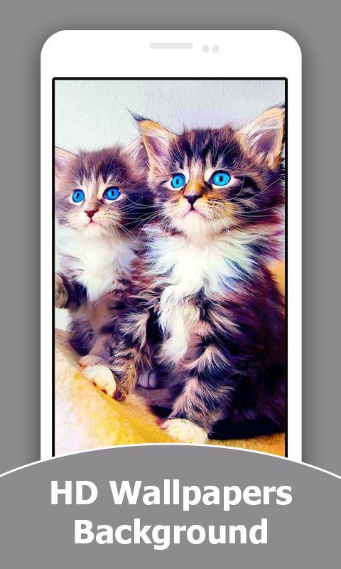 Cute Kitten HD Wallpapers And Background - Thumbnail 4