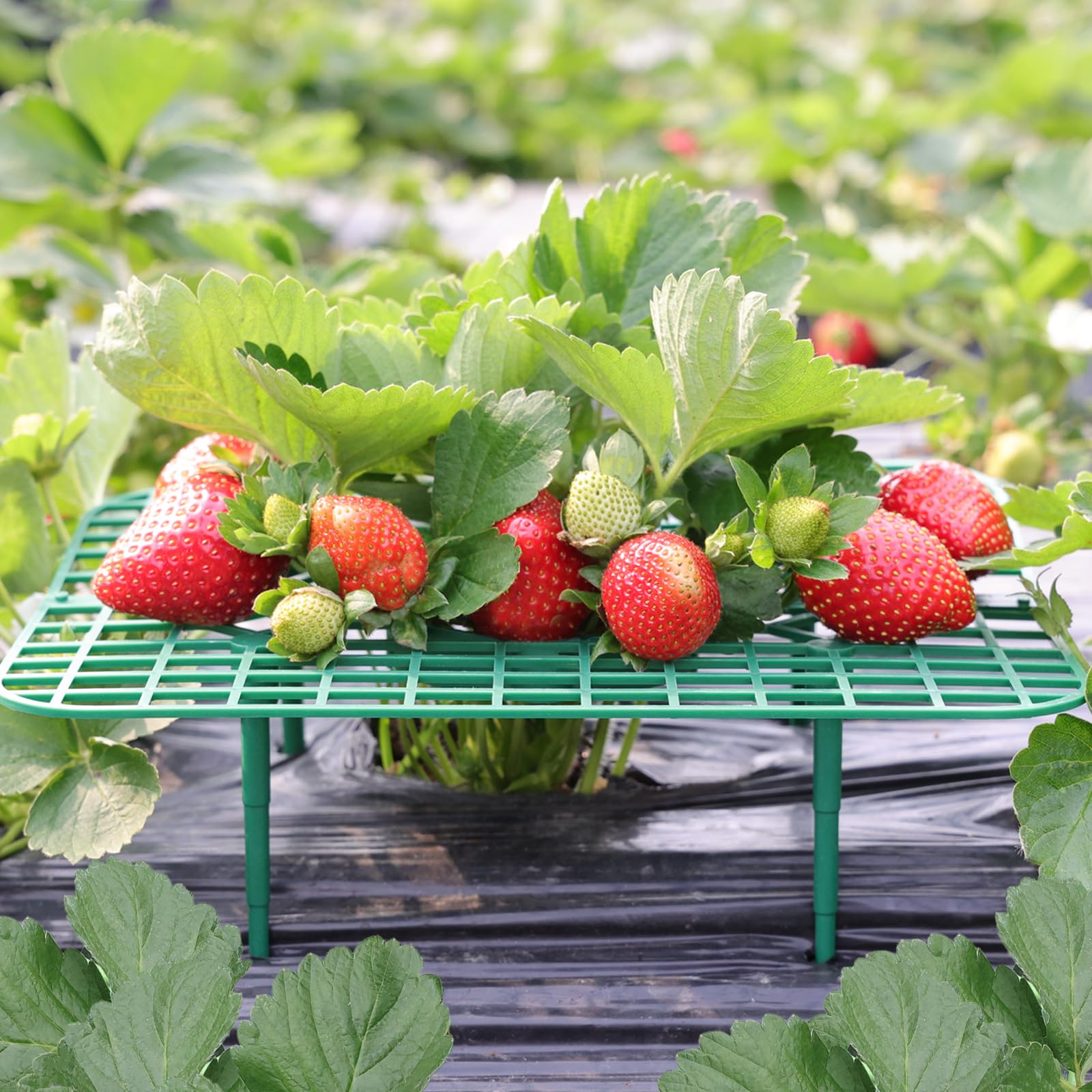 ANGTUO 10 Pack Square Strawberry Supports for Garden Strawberry Plant Support Strawberry Stand Holder Strawberry Racks Growing Frame