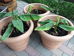 winterharte Banane Musa Basjoo Banane sehr schneller Wuchs Amazon.de