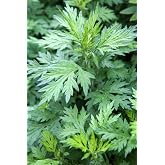 Pilestone Organic Mugwort, Artemisia vulgaris, Live Plant in 4-inch Pot