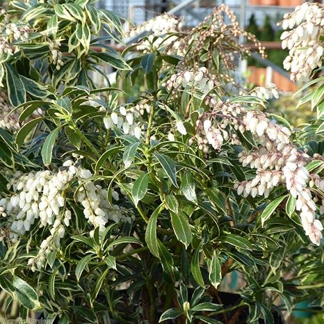 Pieris Japonica Flaming Silver Pieris Flaming Silver Amazon Co Uk Garden Outdoors