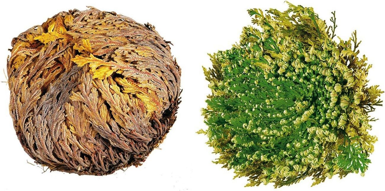 семпервивум молодило. вечное растение. метросидерос фото растения. вечное растение. ареал helichrysum maracandicum.