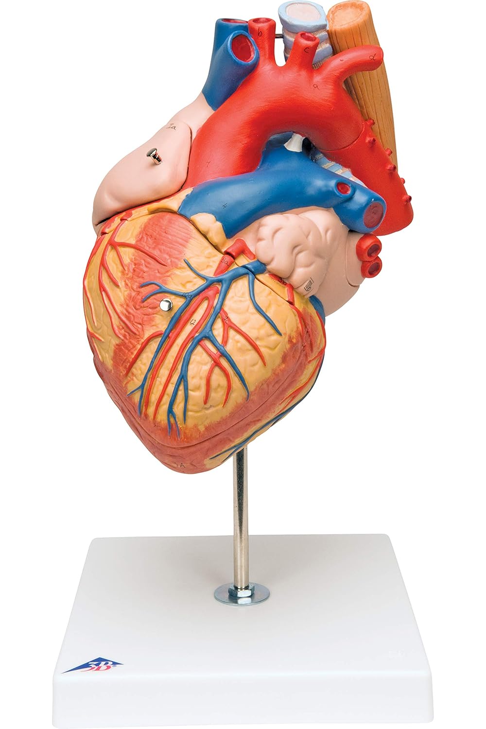 3B Scientific Human Anatomy, Heart Model with Oesophagus and Trachea, 2 Times Life Size, 5 Part + free anatomy software