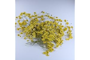 LYFORTZY 50 Pcs Yellow Small Dried Babys Breath Flowers for Resin ,Real Dried Babys Breath Pressed Flower for Wedding Invitations Wax Seals ,Dry Flat Baby's Breath Flower with 1 Tweezers.