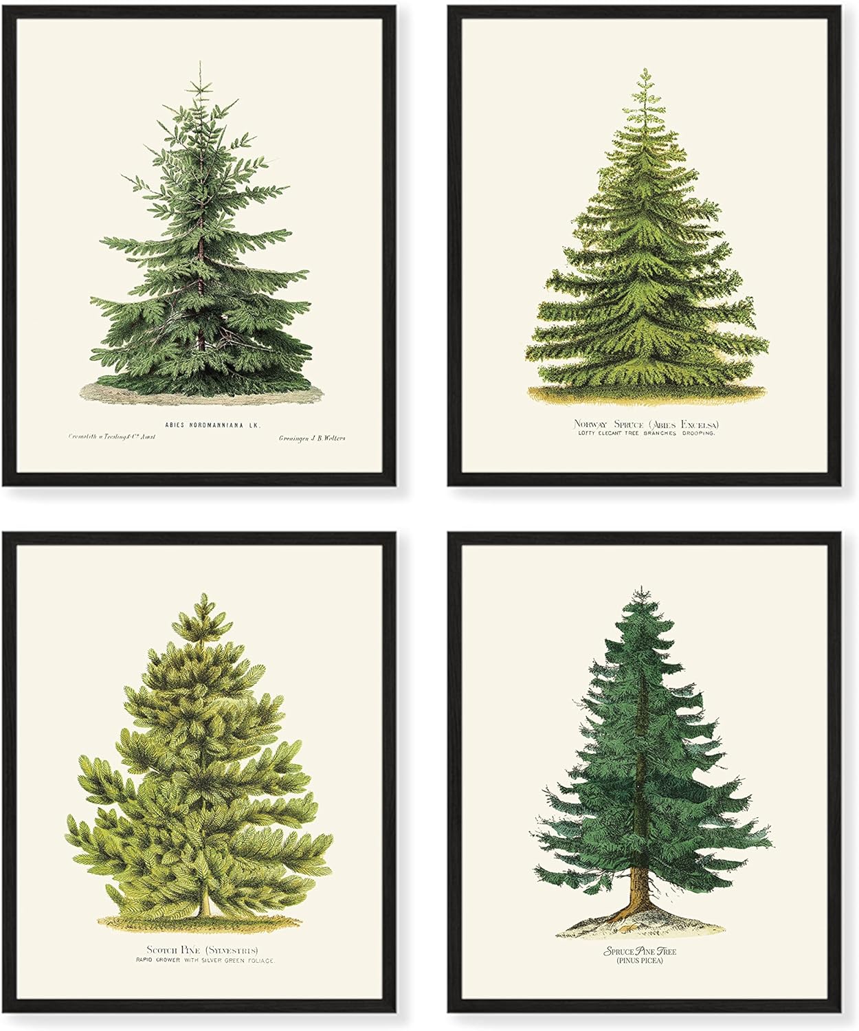 Wall Décor - Goldie Days 4 Pine Tree Prints, 8