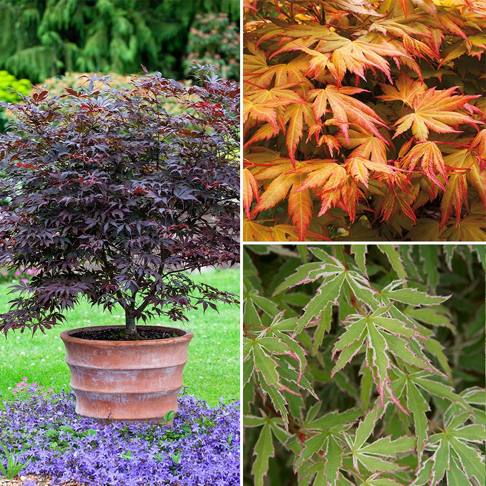 Acer Palmatum Japanese Maples Set Of 3 In 2l Pots Buy Online In Guernsey At Guernsey Desertcart Com Productid 133968166