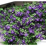 Amazon Com The President Clematis Vine Deep Purple 2 5 Pot Toys Games