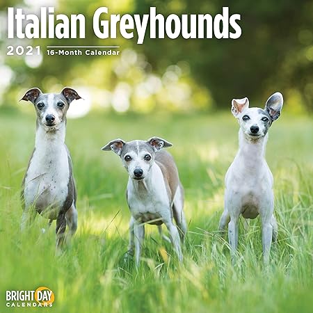 italian greyhound average price