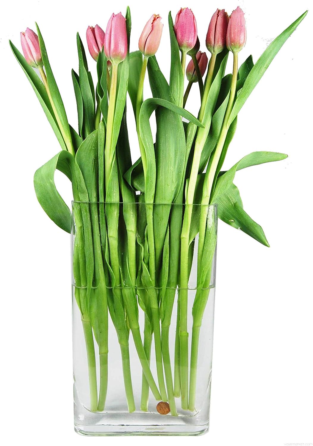 CYS EXCEL Rectangular Glass Vase, Round Edge Decoration