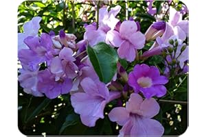 Garlic Vine Semi-Cydista Aequinoctialis - Live Tropical Plant - Vivid Purple Trumpet Shaped Flower - Emerald Goddess Gardens - Starter Sz 4 Inch Pot