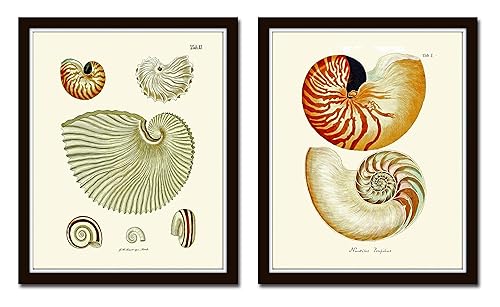 Amazon Com Nautilus Shell Wall Art Print Set Of 2 Prints Unframed Beautiful Aqua Ivory Shell Illustration Watercolor Beach Cottage Coastal Marine Science Nature Home Room Bathroom Bedroom Decor Kn Handmade