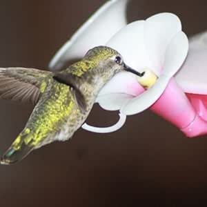 Amazon.com: Hummingbird Wallpaper -- HD Wallpapers of Hummingbirds