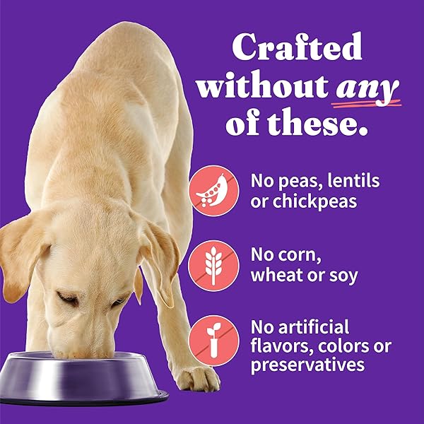 HALO ELEVATE WET DOG FOOD KETTLE COOKED CHUNKY CHICKEN & SALMON STEW, HEALTHY GRAINS CANNED DOG FOOD, 12.7 OZ CAN (PACK OF 6)