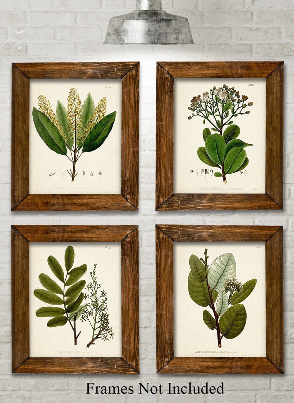 Green Botanical Art Prints Set of Four Prints (8x10) Unframed Great Kitchen Decor and Gift
