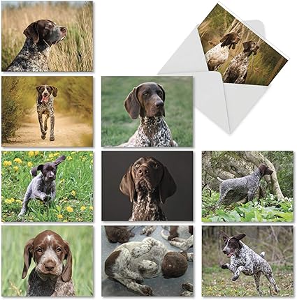 austrian pointer dog