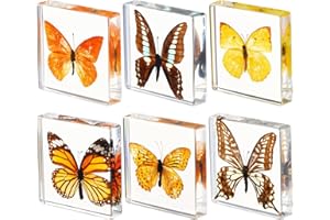 MACARRIE 6 Pcs Real Butterfly Specimen Paperweight Assortment Framed Butterfly Taxidermy Resin Collection Display Science Toys for Home Office School, 6 Styles