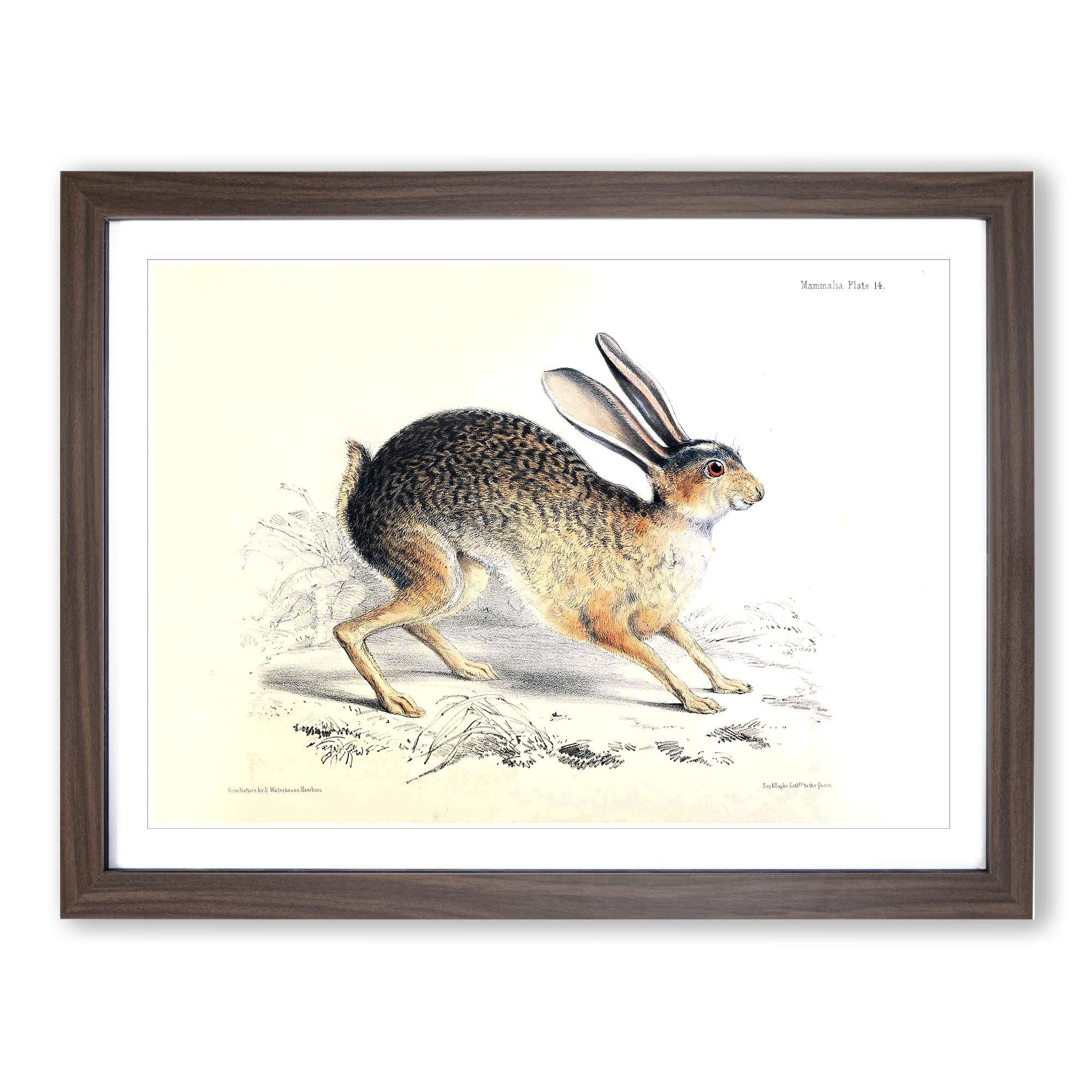 Joseph Wolf Black tailed Jack rabbit Vintage Framed Wall Art Print, Ready to Hang Picture for Living Room Bedroom Home Office Décor, Walnut A4 (34 x 25 cm)