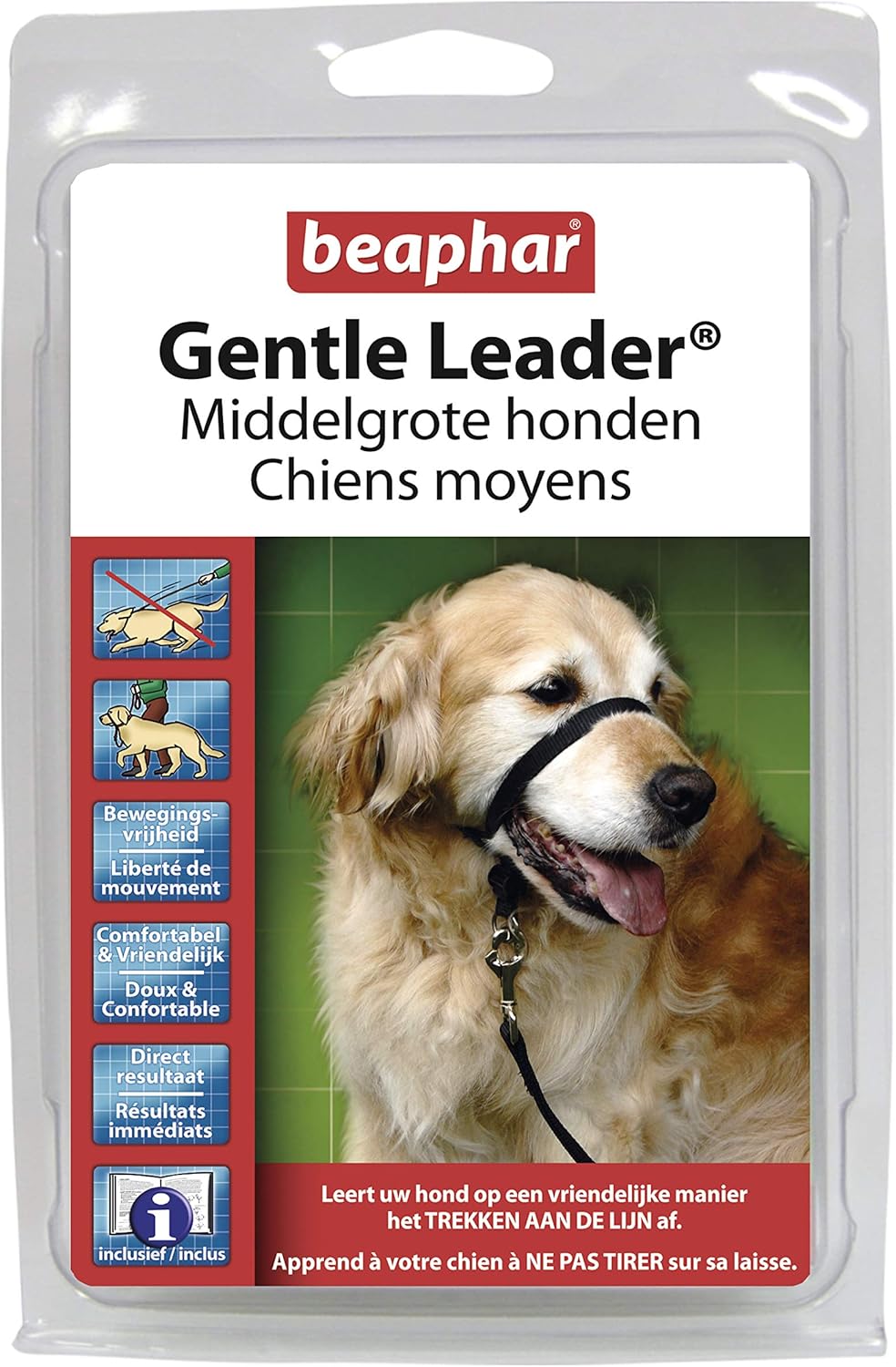 baby apple head chihuahua