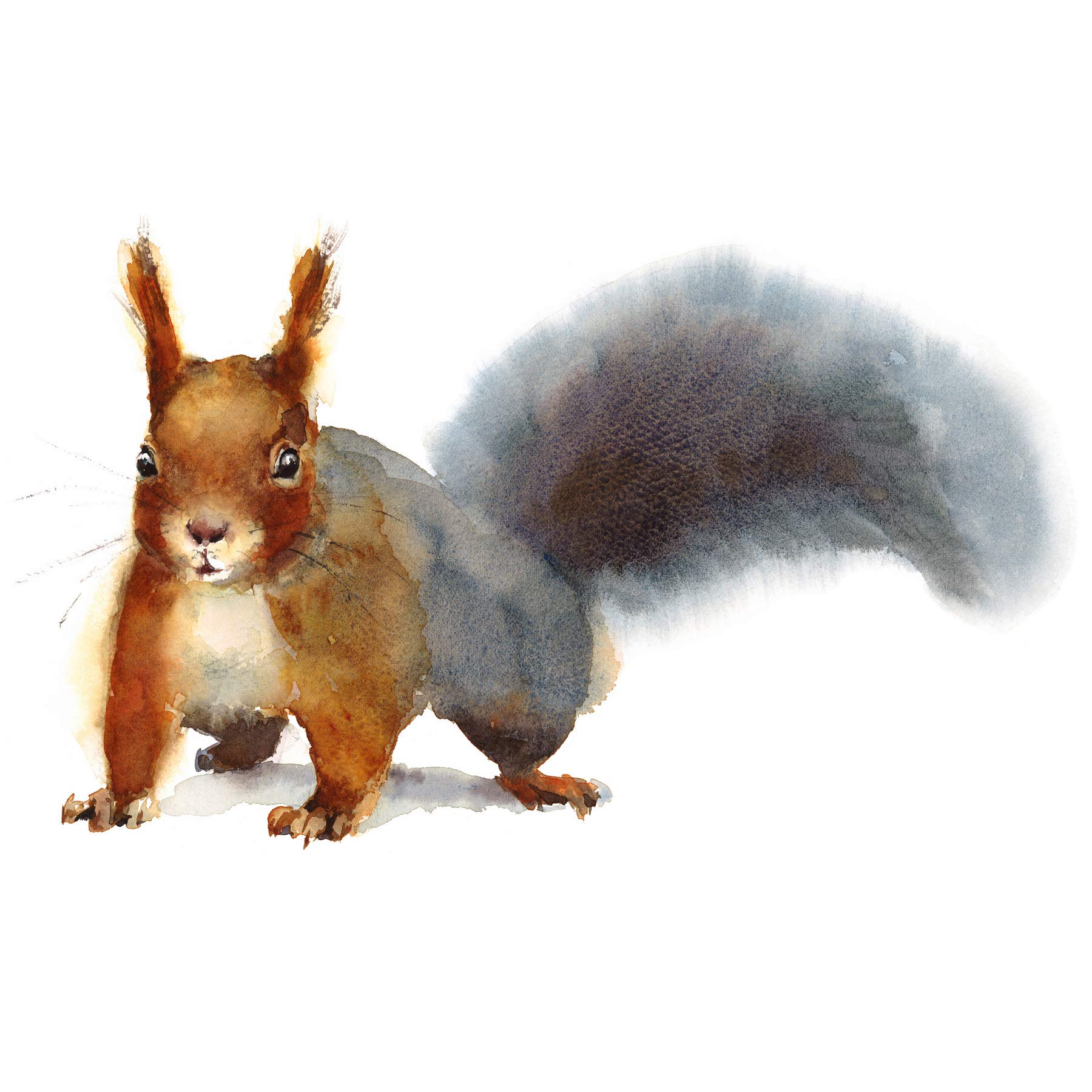 Wee Blue Coo Squirrel Watercolour Cute Large Wall Art Print Canvas Premium Poster