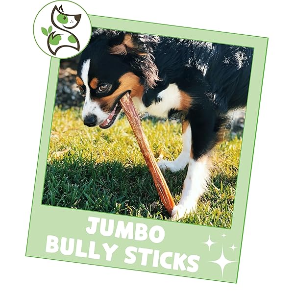 NATURE GNAWS EXTRA LARGE BULLY STICKS FOR DOGS 11-12″ (6 COUNT) – THICK LONG LASTING FOR AGGRESSIVE CHEWERS AND HEAVY CHEWERS – NATURAL BEEF DOG CHEW BONES