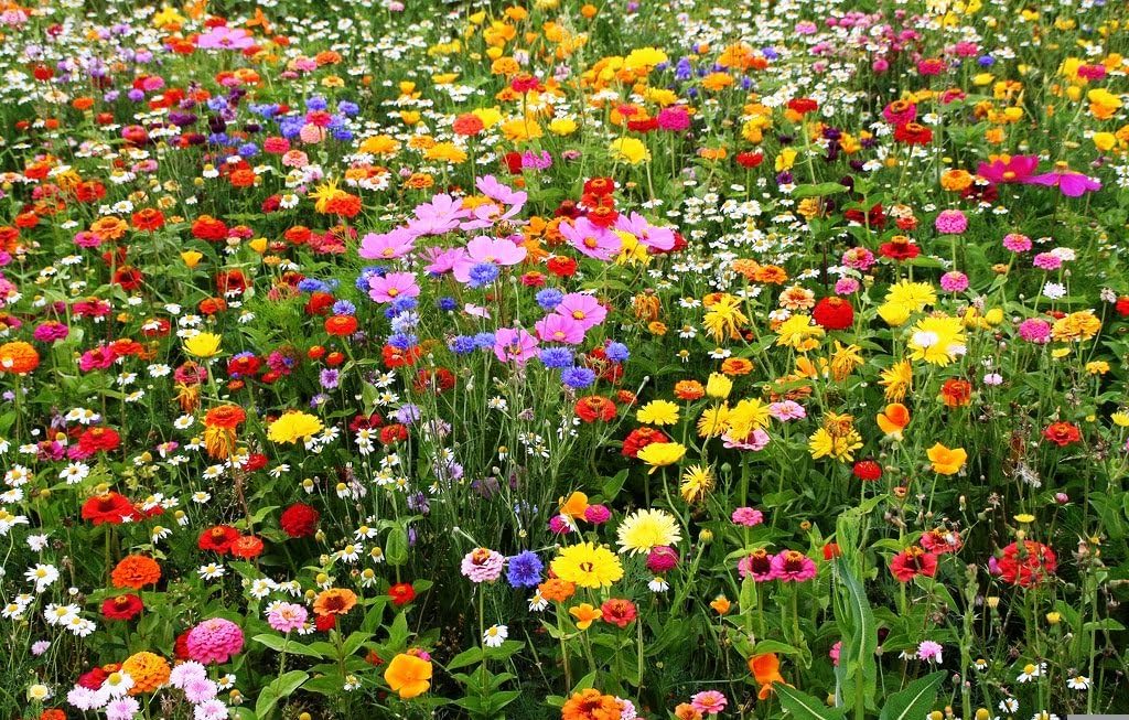 100g Meadow Flower Seeds AS SEEN ON Road VERGES and ROUNDABOUTS 100g