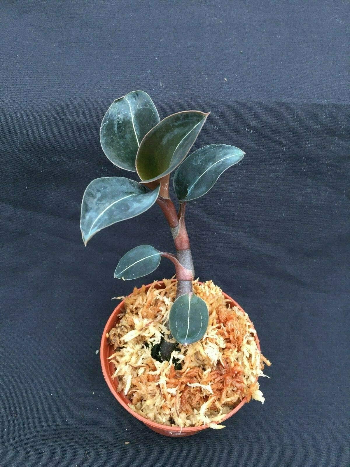 1 ludisia discolor VAR nigrescens Rare Jewel Shipped in a 2 1/2" Pot #TND29