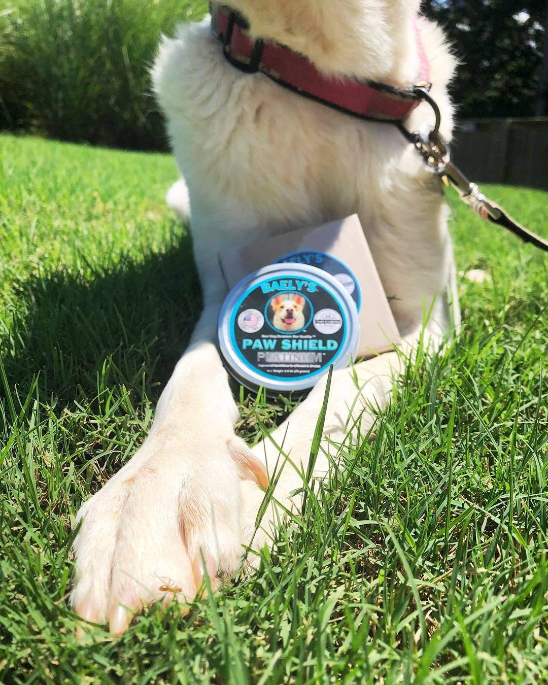 Dog Paw Balm Protection Wax The Original Made in America Paw Shield