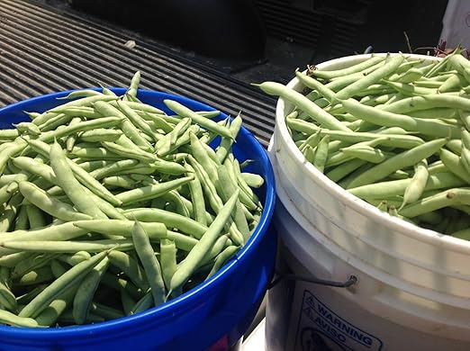 Amazon 65 Seeds Of White Half Runner Green Bean Seeds Heirloom 