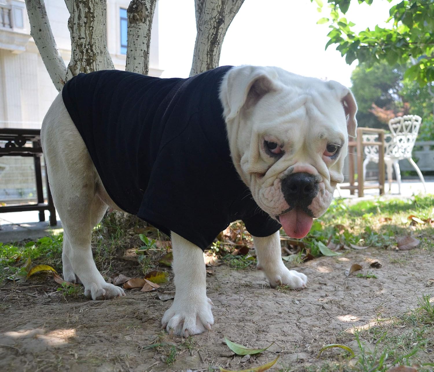 xl english bulldog