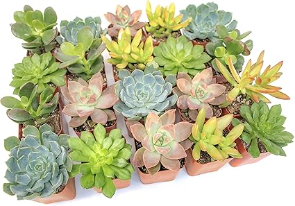 Amazon Com Altman Plants Live Succulent Plants 20 Pack Assorted Potted Succulents Plants Live House Plants In Cacti And Succulent Soil Mix Cactus Plants Live Indoor Plants Live Houseplants In Planter Pots