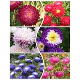 200+ Almanac Aster Seeds Callistephus Tall Double Gremlin Aster Flower Seed