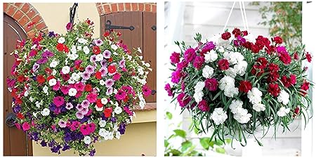 Creative Farmer Petunia Hanging Mix Flower Seeds & Flower Seeds : The Flowers Of God Flower Seeds Winter Flower Seeds Hanging Baskets- Combo