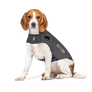 veste pour chien