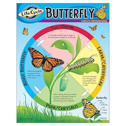 Trend Enterprises Inc Life Cycle Of A Butterfly Learning Chart 17 X 22