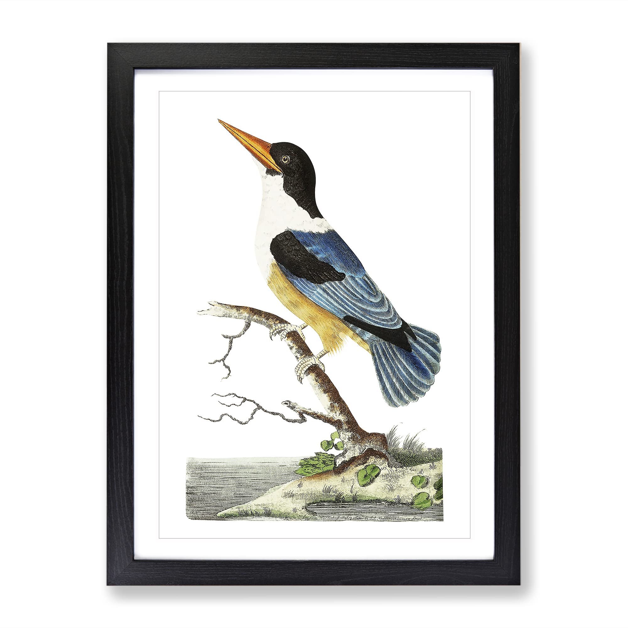 Blue Kingfisher By George Shaw Vintage Framed Wall Art Print, Ready to Hang Picture for Living Room Bedroom Home Office Décor, Black A4 (34 x 25 cm)