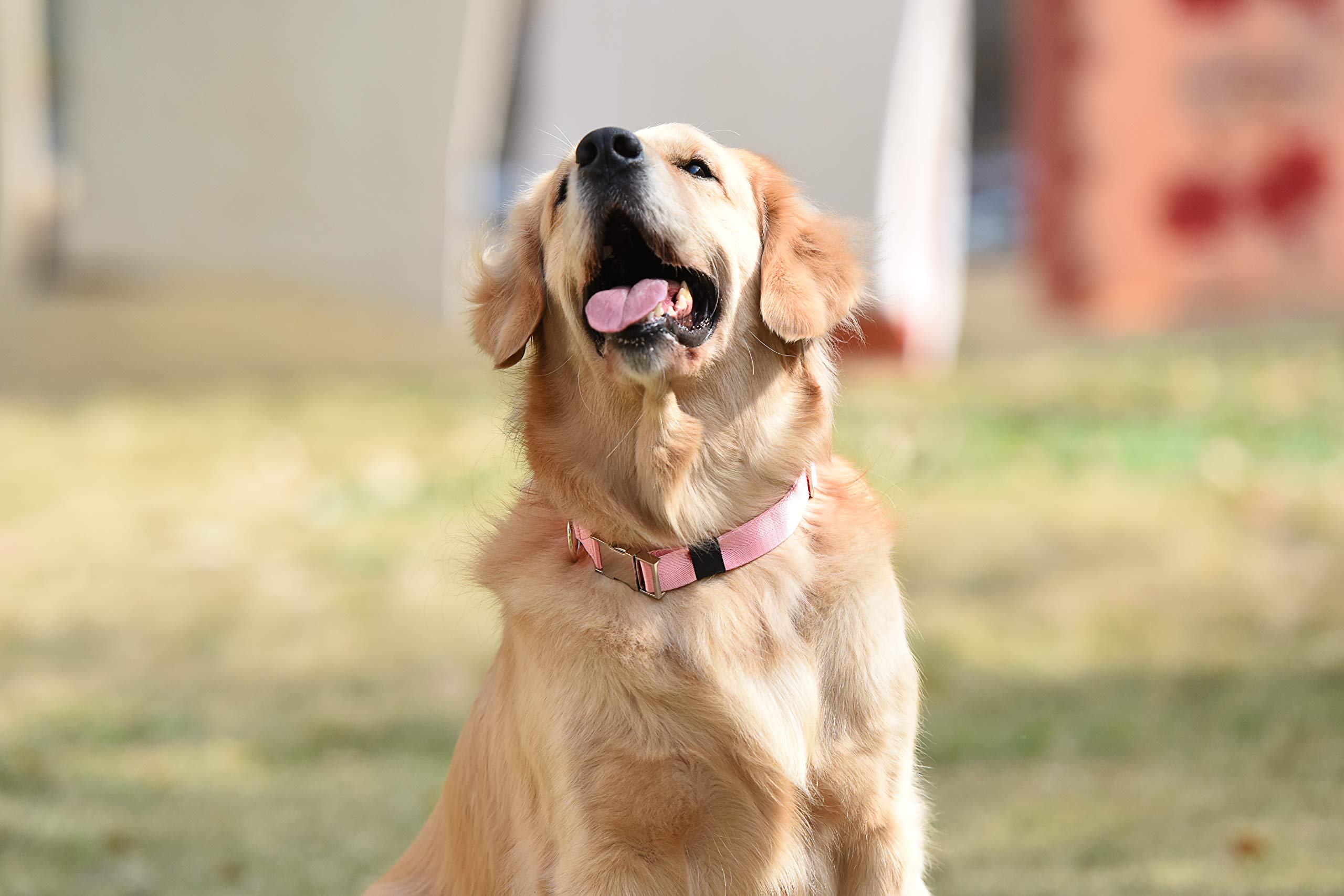 Puppy Face Durable Dog Collar with Metal Buckle,Nylon Collars for Dogs (Small:Neck 11\