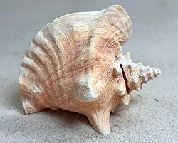 Shell King Queen Conch Shell 6"-8" - Bahamas