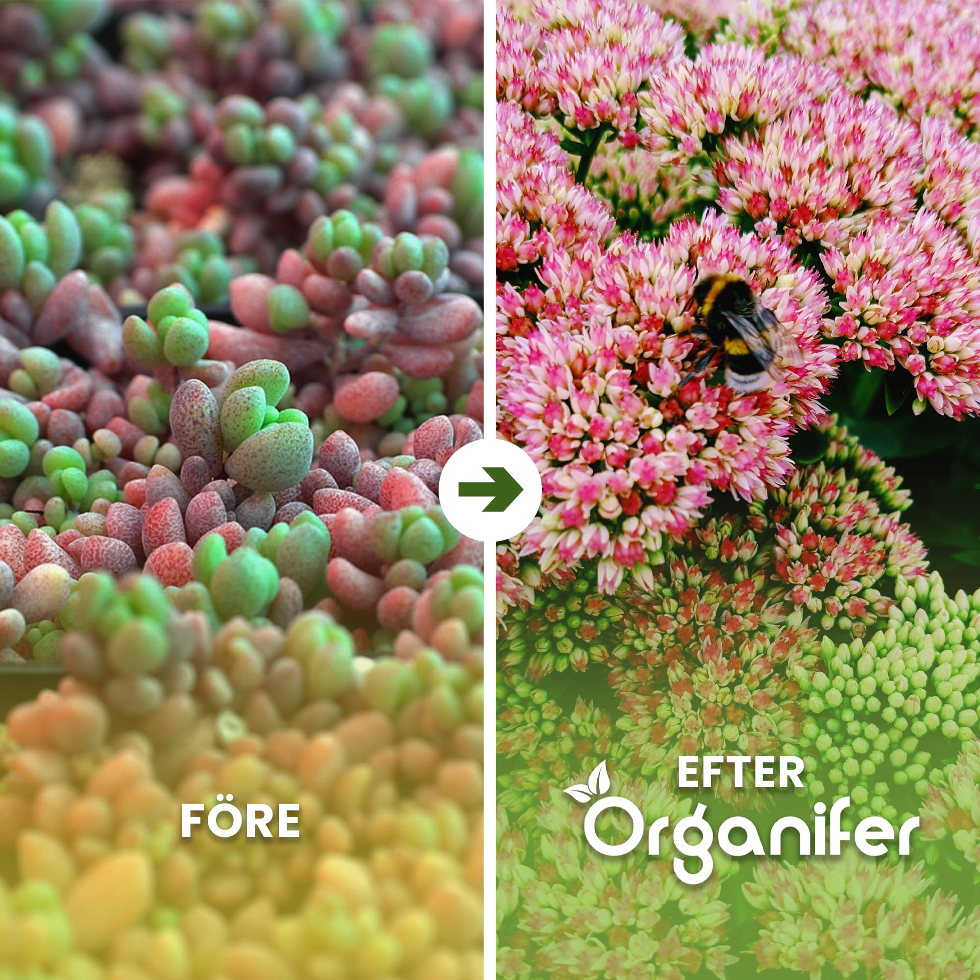 Dünger für Sedum und Dachbegrünung - 10 kg = 200 m2 - Langzeitdünger für Sedumdächer - Kräftiges Wachstum - Vorbeugung von kahlen Stellen - Mit Magnesium - NPK 9-2-7 - Organifer 2
