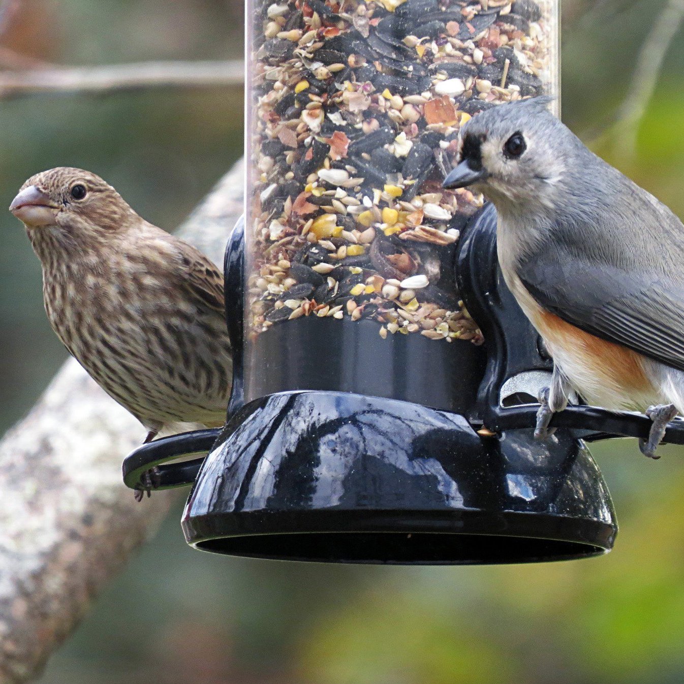 Amazon Com Droll Yankees Cc24s 24 Inch Onyx Sunflower Tube Bird