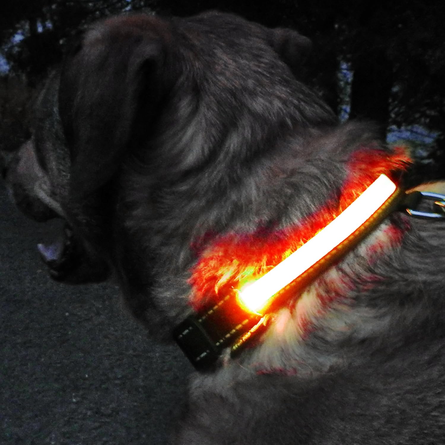 glow collar
