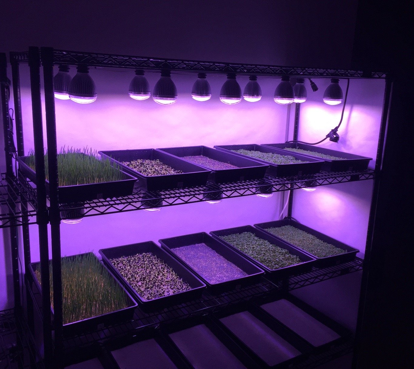 of grow lights and heat pads?