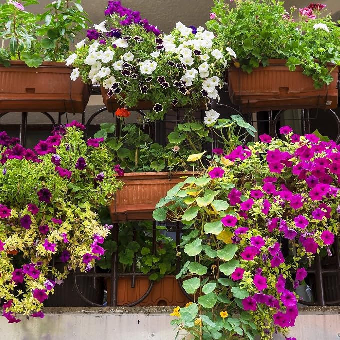 Balcón Semillas de mezcla de plantas: Amazon.es: Jardín