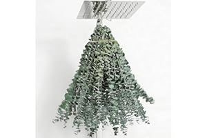 25 Pcs Dried Preserved Eucalyptus Stems, 17" Real Eucalyptus for Shower Hanging, 100% Made from Fresh Leaves, Wedding, Home, 