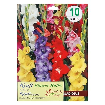 Kraft Seeds Gladiolus Flower Bulb Mix (Pack of 10)